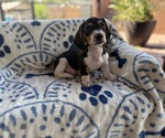 Image preview for Ad Listing. Nickname: Bon bon