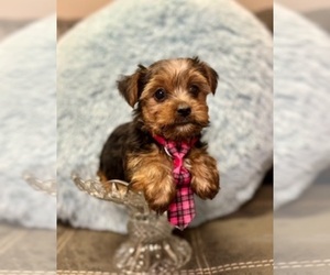 Yorkshire Terrier Puppy for sale in RIPLEY, MS, USA