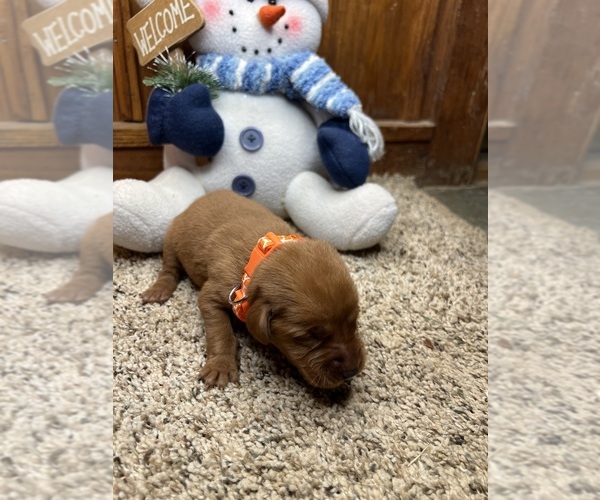 Medium Photo #18 Labrador Retriever Puppy For Sale in NEOLA, WV, USA