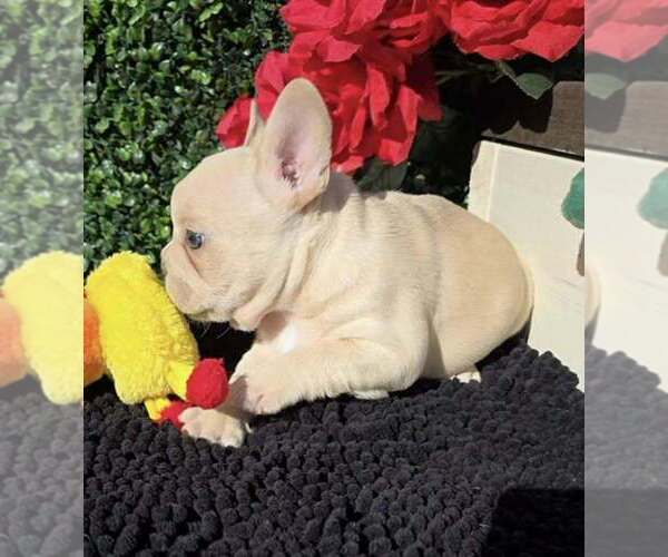 Medium Photo #4 French Bulldog Puppy For Sale in BOSTON, KY, USA