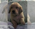 Small Photo #9 Golden Retriever Puppy For Sale in MODESTO, CA, USA