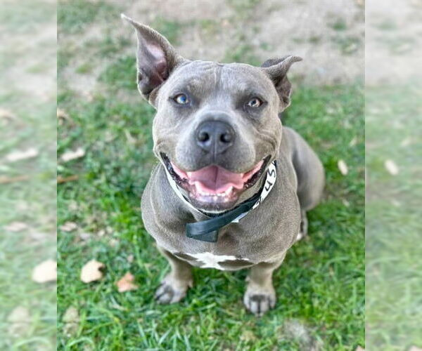Medium Photo #1 American Pit Bull Terrier Puppy For Sale in Riverside, CA, USA