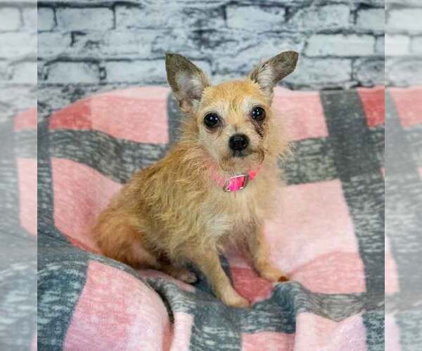 Medium Photo #2 Chihuahua-Unknown Mix Puppy For Sale in Kennesaw, GA, USA