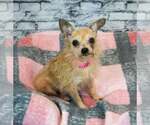 Small #1 Chihuahua Mix