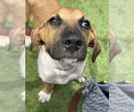 Small #7 Great Dane Mix