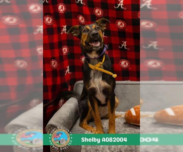Medium Photo #1 German Shepherd Dog-Unknown Mix Puppy For Sale in Mobile, AL, USA