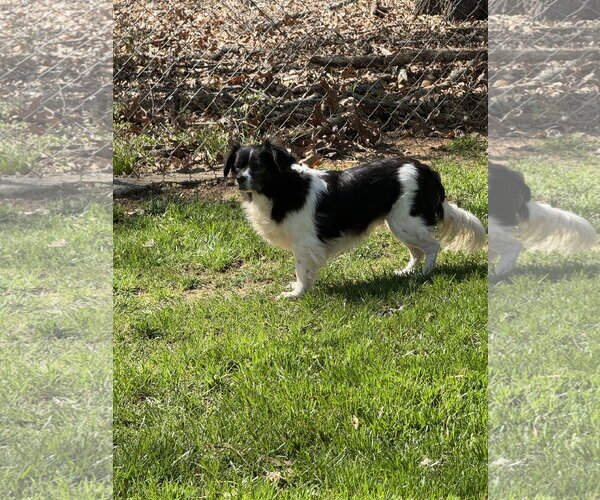 Medium Photo #3 Mutt Puppy For Sale in Thomasville, NC, USA