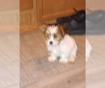 Puppy Puppy 6 Yorkshire Terrier