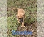 Small Photo #1 Belgian Malinois Puppy For Sale in DECATUR, AL, USA