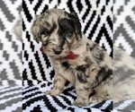 Small Photo #2 Aussiedoodle Puppy For Sale in LANCASTER, PA, USA