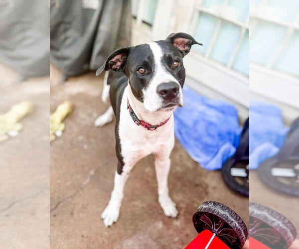 Medium Photo #4 American Pit Bull Terrier-Great Dane Mix Puppy For Sale in Bullard, TX, USA