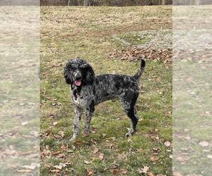 Father of the Labradoodle puppies born on 12/26/2022