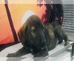 Small German Shepherd Dog
