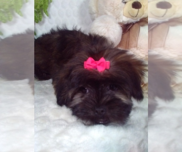 Medium Photo #4 Shorkie Tzu Puppy For Sale in SUGARCREEK, OH, USA