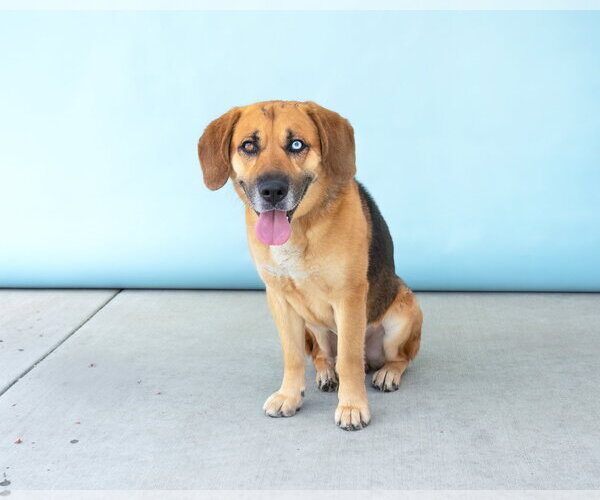 Medium Photo #3 Beagle-Unknown Mix Puppy For Sale in Pasadena, CA, USA