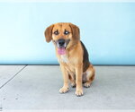 Small #2 Beagle Mix