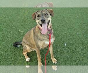 German Shepherd Dog-Unknown Mix Dogs for adoption in Las Vegas, NV, USA