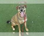 Small German Shepherd Dog Mix