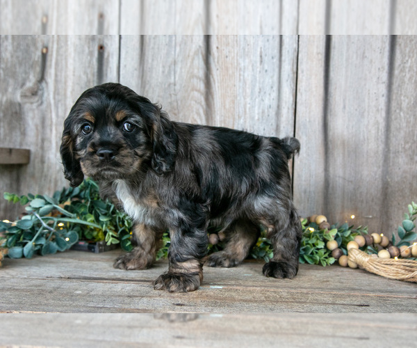 Medium Photo #23 Cocker Spaniel Puppy For Sale in BALTIC, OH, USA