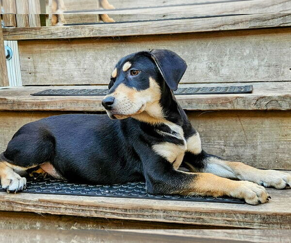 Medium Photo #4 Catahoula Leopard Dog-Rottweiler Mix Puppy For Sale in Chicago, IL, USA