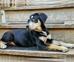 Small #3 Catahoula Leopard Dog-Rottweiler Mix