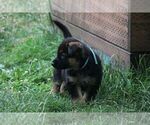 Small #4 German Shepherd Dog