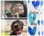 Small #4 American Pit Bull Terrier-American Staffordshire Terrier Mix