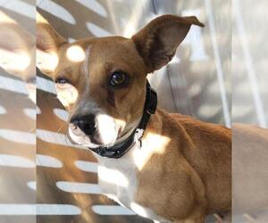 Chihuahua-Unknown Mix Dogs for adoption in San Antonio, TX, USA