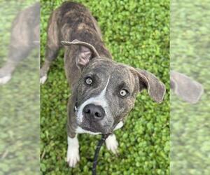 American Staffordshire Terrier Dogs for adoption in Fort Lauderdale, FL, USA