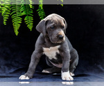 Small #23 Great Dane
