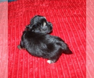 Havashire Puppy for sale in THAYER, KS, USA