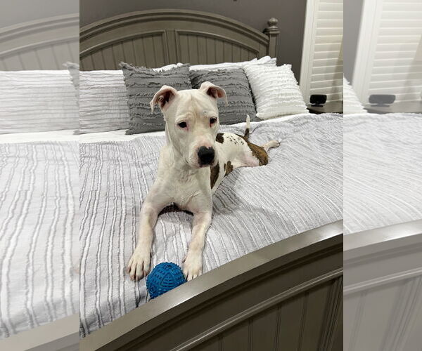 Medium Photo #15 American Pit Bull Terrier-Unknown Mix Puppy For Sale in phoenix, AZ, USA