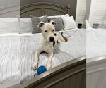 Small #14 American Pit Bull Terrier Mix