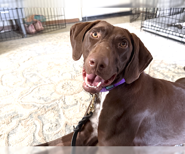 Medium Photo #1 German Shorthaired Pointer Puppy For Sale in Menlo Park, CA, USA