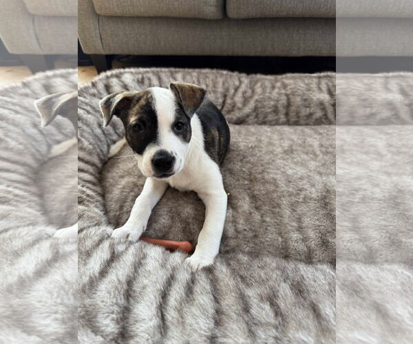 Medium Photo #4 American Staffordshire Terrier-Unknown Mix Puppy For Sale in Duluth, MN, USA