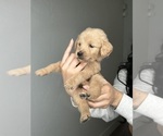 Small Photo #13 Goldendoodle Puppy For Sale in BAKERSFIELD, CA, USA