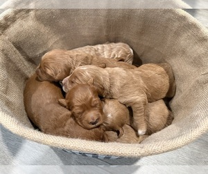 Goldendoodle Puppy for sale in ORANGEVALE, CA, USA