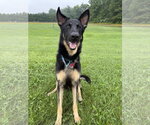 Small #1 German Shepherd Dog Mix