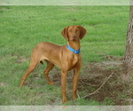 Puppy Lexi Vizsla