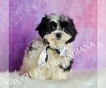 Puppy Harvey Maltipoo (Miniature)