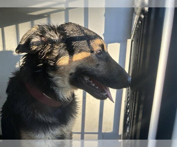 Medium Photo #1 German Shepherd Dog-Unknown Mix Puppy For Sale in Houston, TX, USA