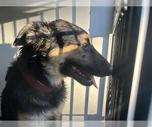 German Shepherd Dog-Unknown Mix Dogs for adoption in Houston, TX, USA