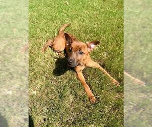 Plott Hound-Unknown Mix Dogs for adoption in Grovetown, GA, USA