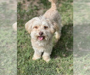 Havamalt Dogs for adoption in Phoenix, AZ, USA