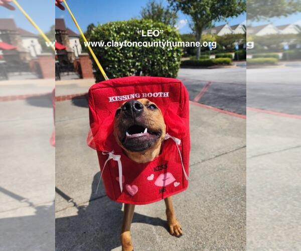 Medium Photo #1 Catahoula Leopard Dog-Unknown Mix Puppy For Sale in McDonough, GA, USA