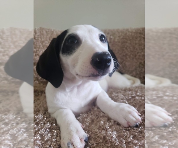 Medium Photo #2 Dachshund Puppy For Sale in LUMBERTON, NC, USA