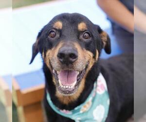 Rottweiler-Unknown Mix Dogs for adoption in San Antonio, TX, USA
