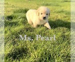 Puppy Pearl English Cream Golden Retriever