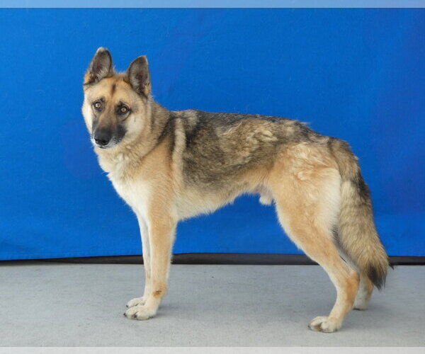 Medium Photo #2 German Shepherd Dog Puppy For Sale in Pasadena, CA, USA