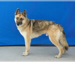 Small #1 German Shepherd Dog